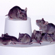 Generations of laboratory mice like these recently became host to microscopic robot swarms.